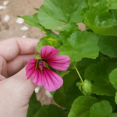 Cranesbill (Geranium)