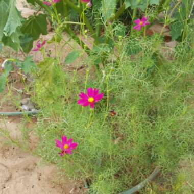 Cosmea 'Sonata Carmine'