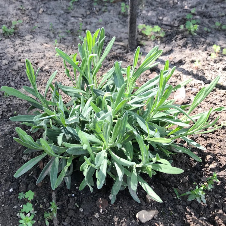 Plant image Lavandula x intermedia 'Provence'