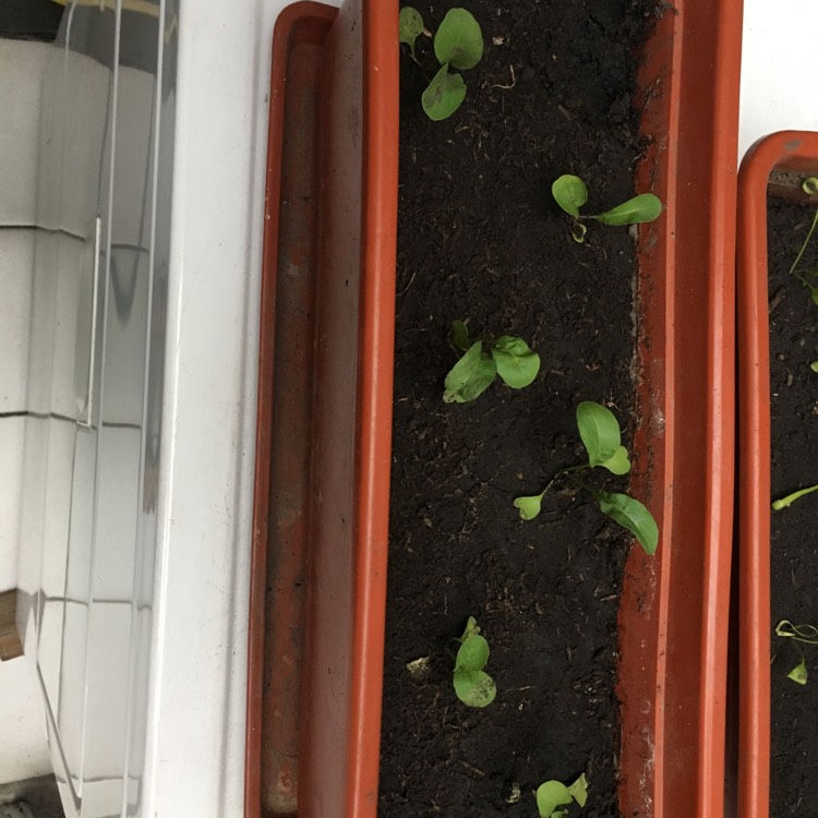 plant image 620227