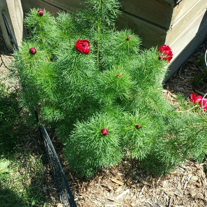 plant image 117169