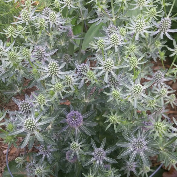 plant image 176498
