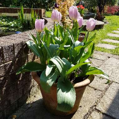 Tulipa