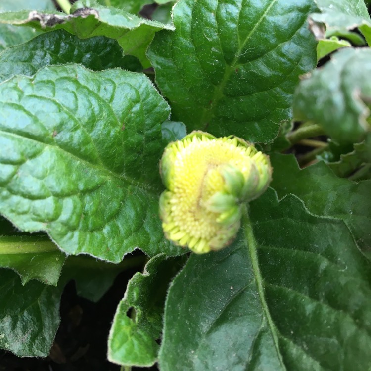 plant image 1232765 plant image 1232765