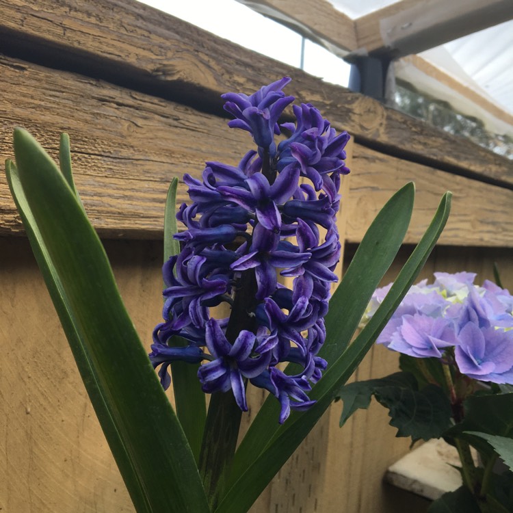 plant image 1233240