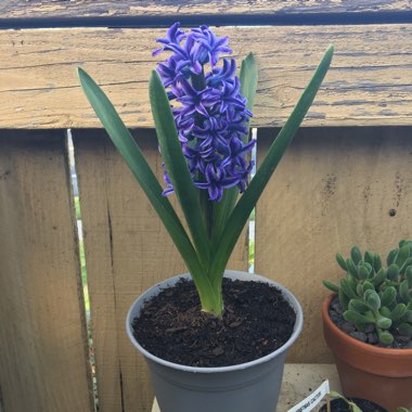 Hyacinthus orientalis 'Blue Jacket'