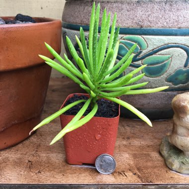 Senecio Barbertonicus