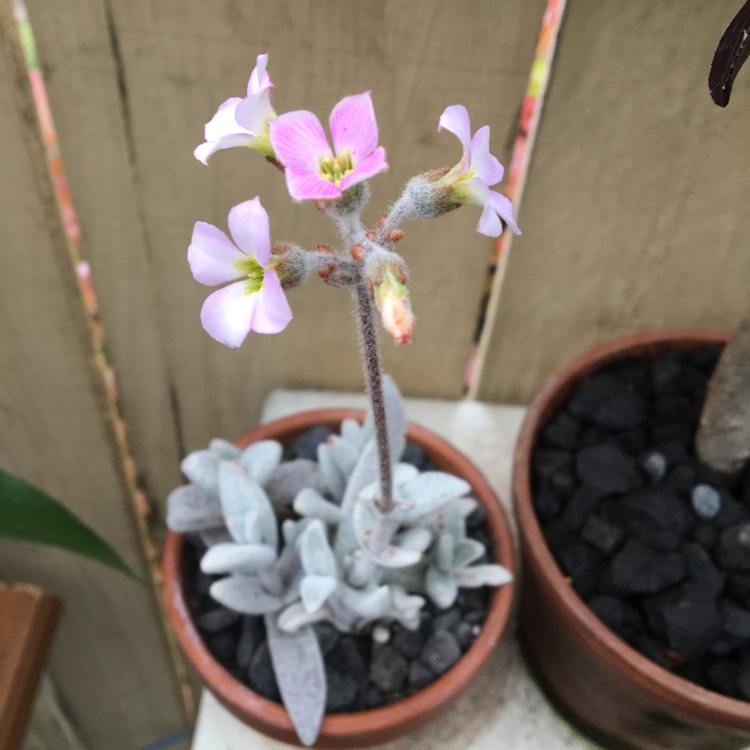 Plant image Kalanchoe eriophylla