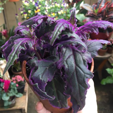 Gynura Aurantiaca 'Purple Passion'