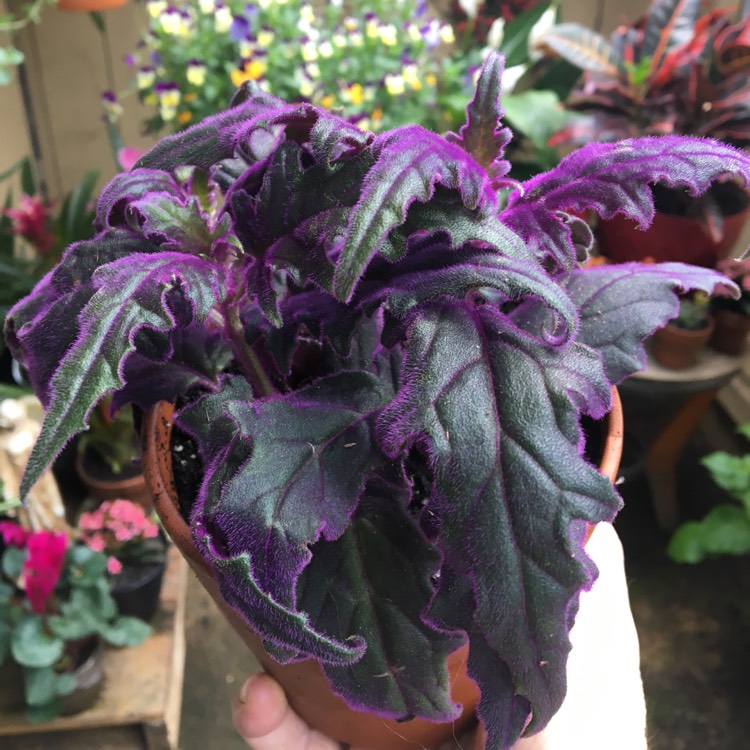 Plant image Gynura Aurantiaca 'Purple Passion'