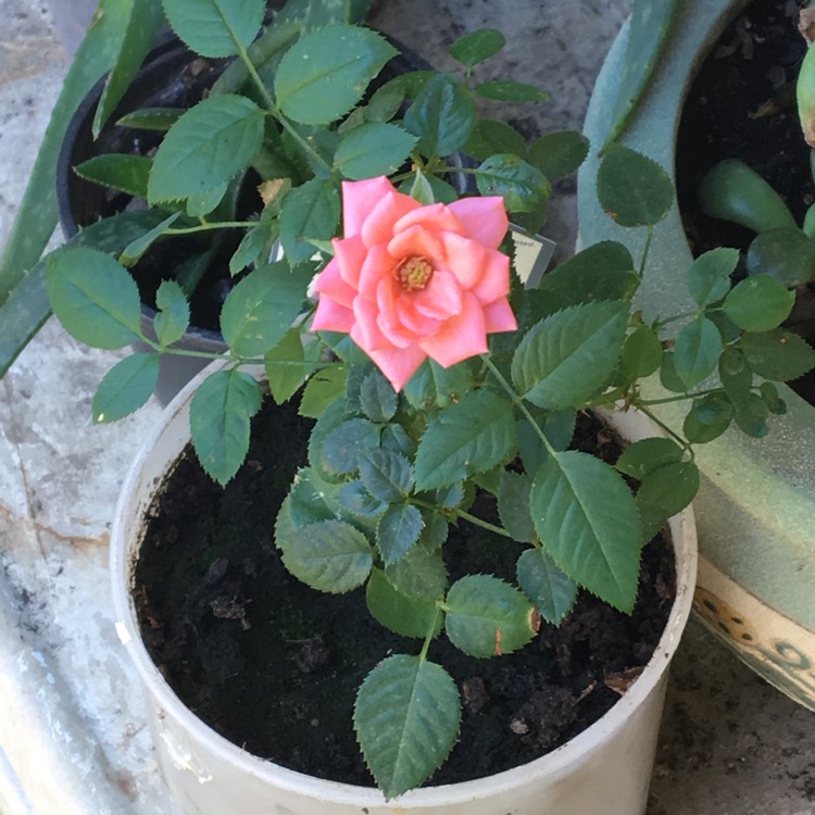 plant image 1270890