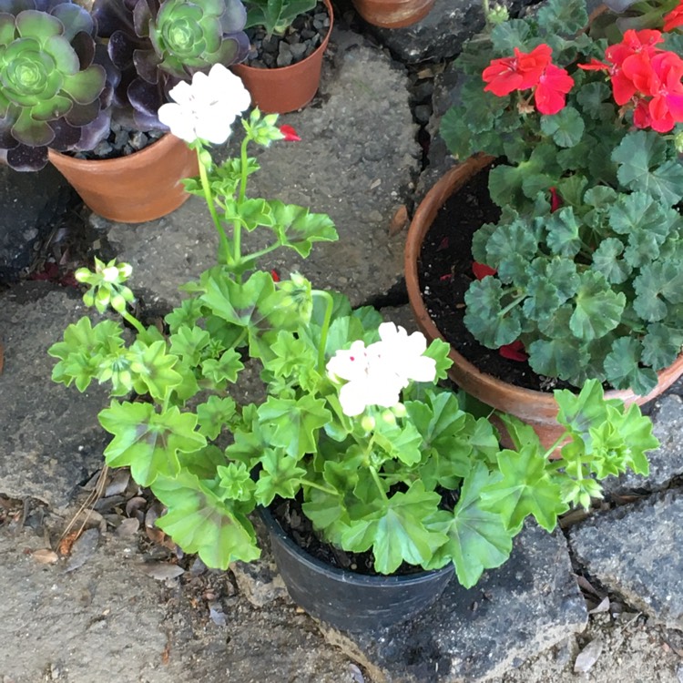 plant image 1276601 plant image 1276601