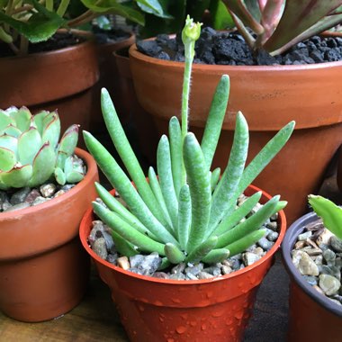 Senecio Scaposus
