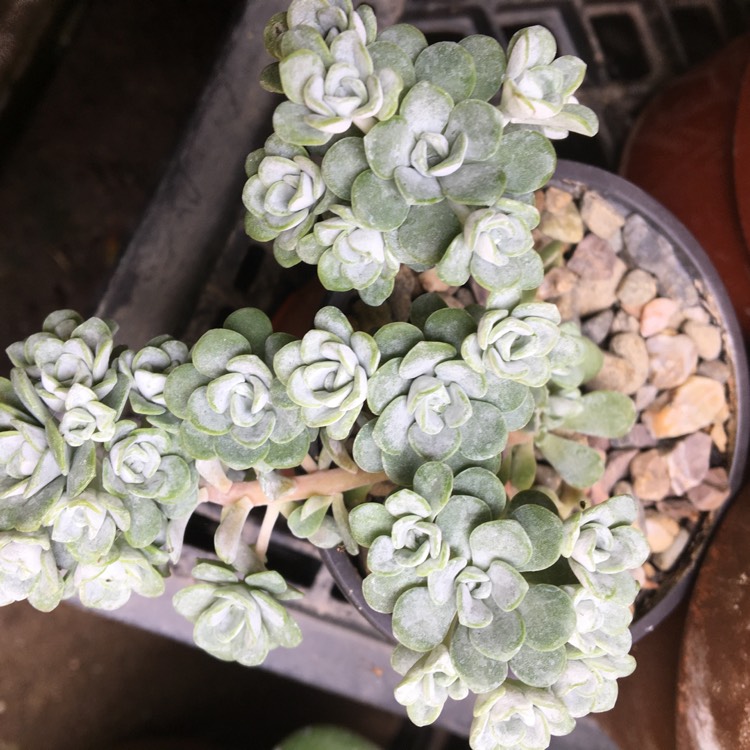 plant image 1330677