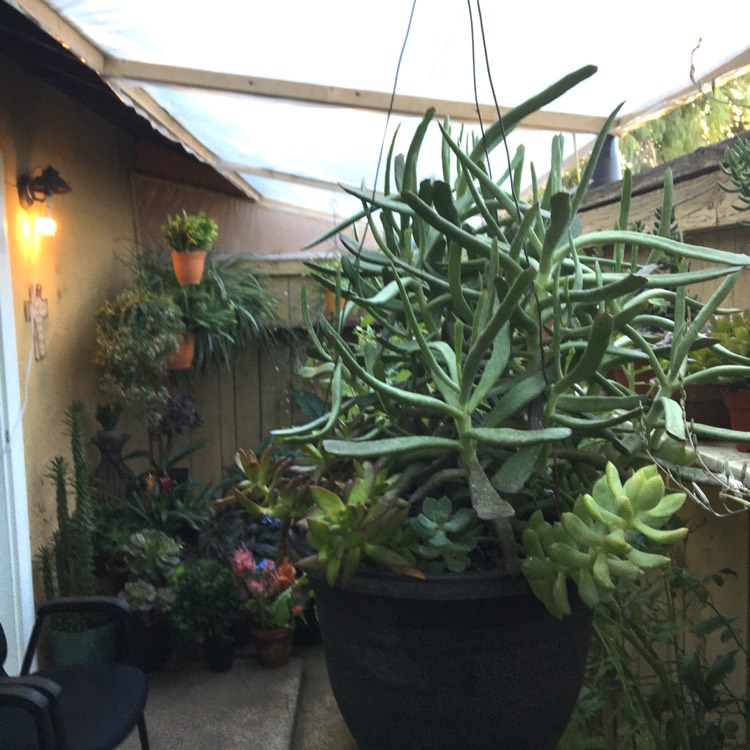 plant image 1349425