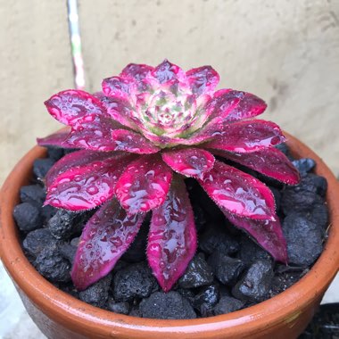 Aeonium Mardi Gras