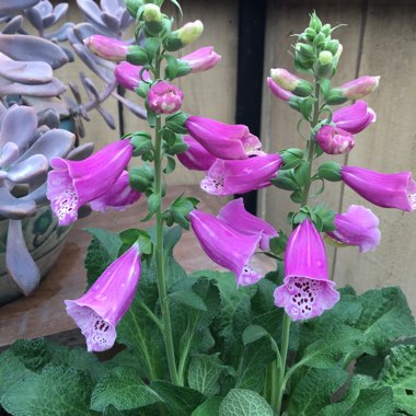 Digitalis purpurea 'Dalmatian Purple'