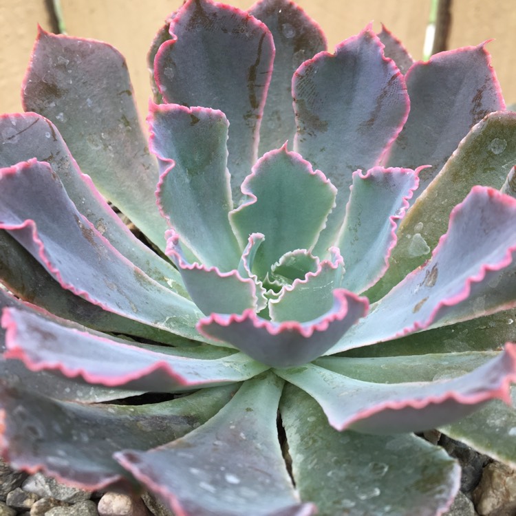 Plant image Echeveria Shaviana Pink Frills