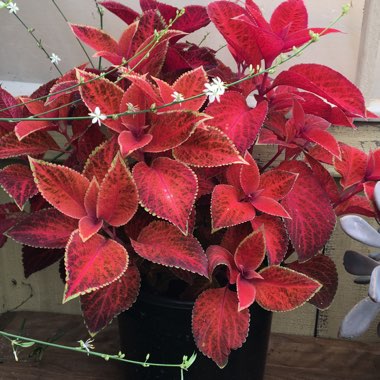 Solenostemon scutellarioides 'Dipt In Wine' (ColorBlaze Series)
