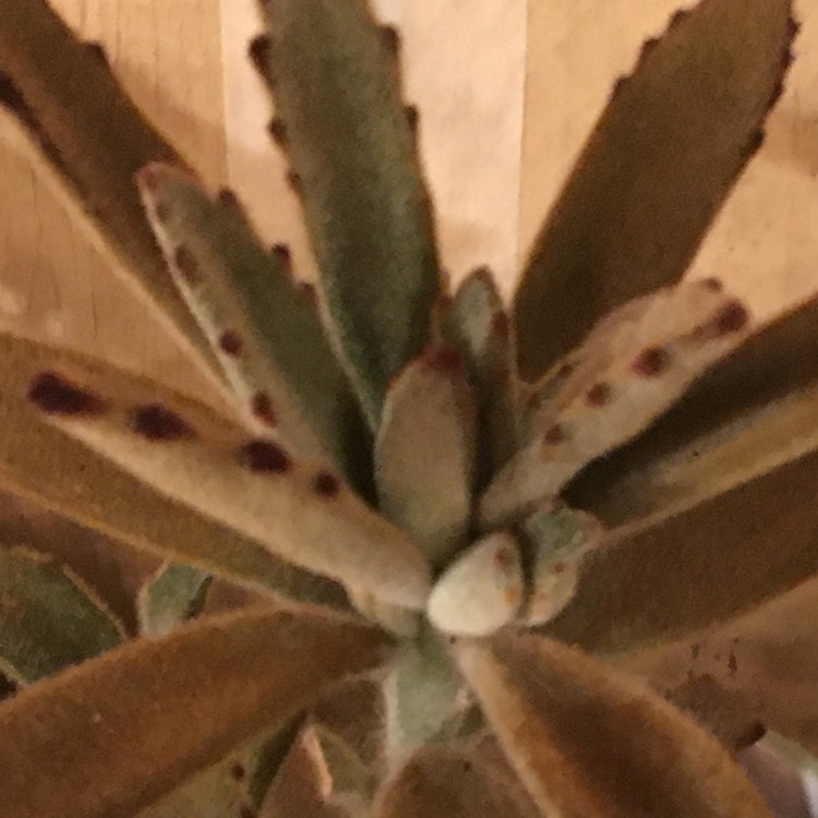 plant image 1392616 plant image 1392616