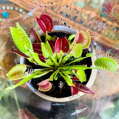 Dionaea muscipula