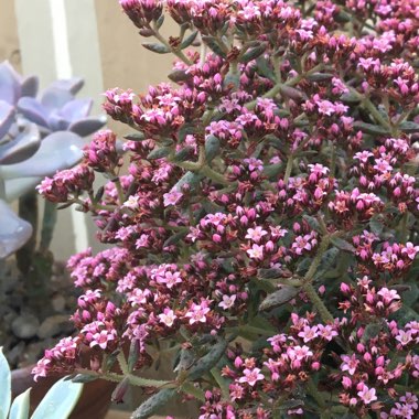 Crassula exilis subsp. cooperi