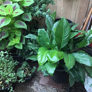 Spathiphyllum 'Mauna Loa'