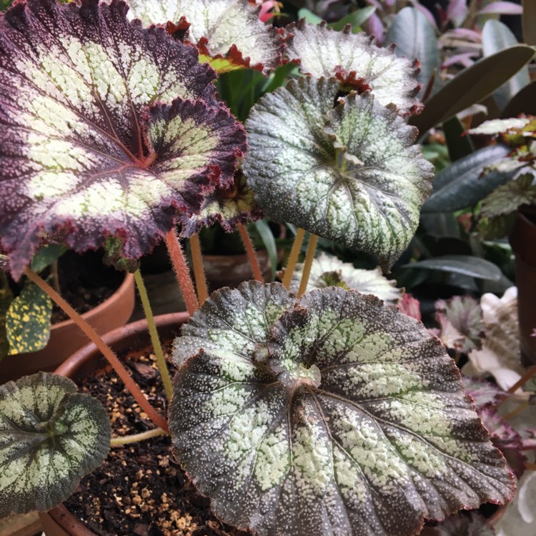 Begonia 'Jurassic Silver Swirl', Rex Begonia 'Jurassic Silver Swirl' -  uploaded by @docthrill