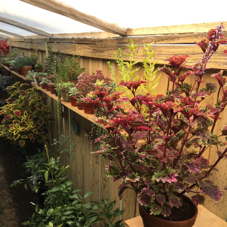 plant image 1400388