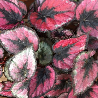 Begonia (Rex Cultorum Group) 'Red Kiss' syn. Begonia rex 'Red Kiss'