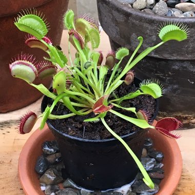 Dionaea muscipula