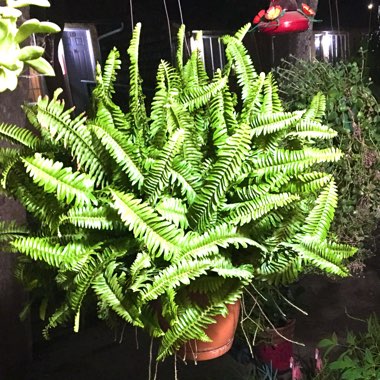 Nephrolepis Jester