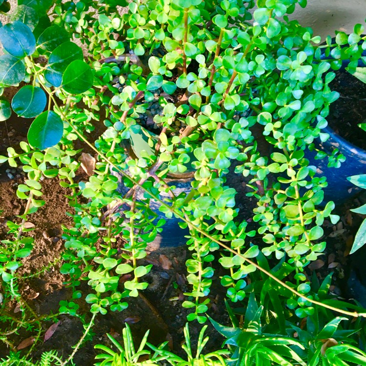 plant image 1406040