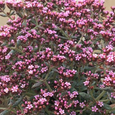 Crassula exilis subsp. cooperi