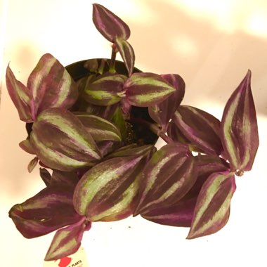 Tradescantia zebrina 'Quadricolor'