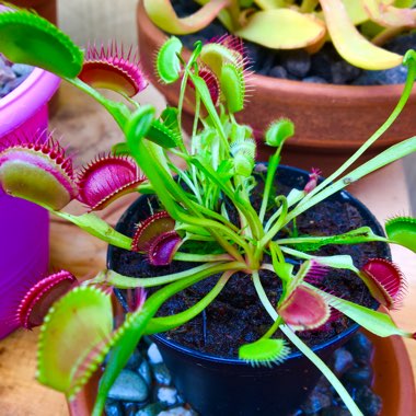 Dionaea muscipula