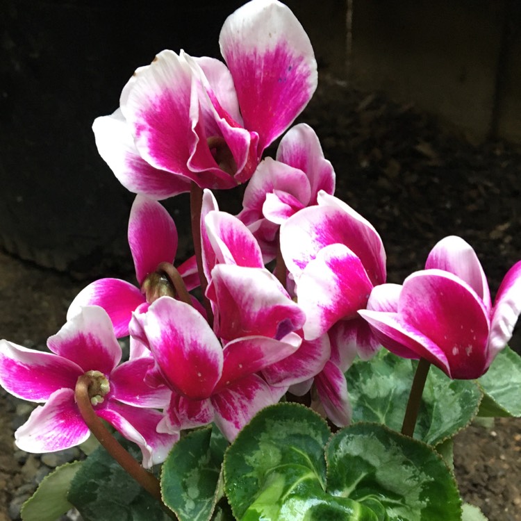 plant image 1409126