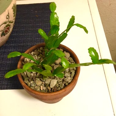 Schlumbergera x buckleyi