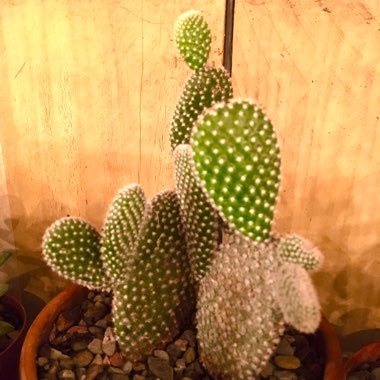 Opuntia microdasys