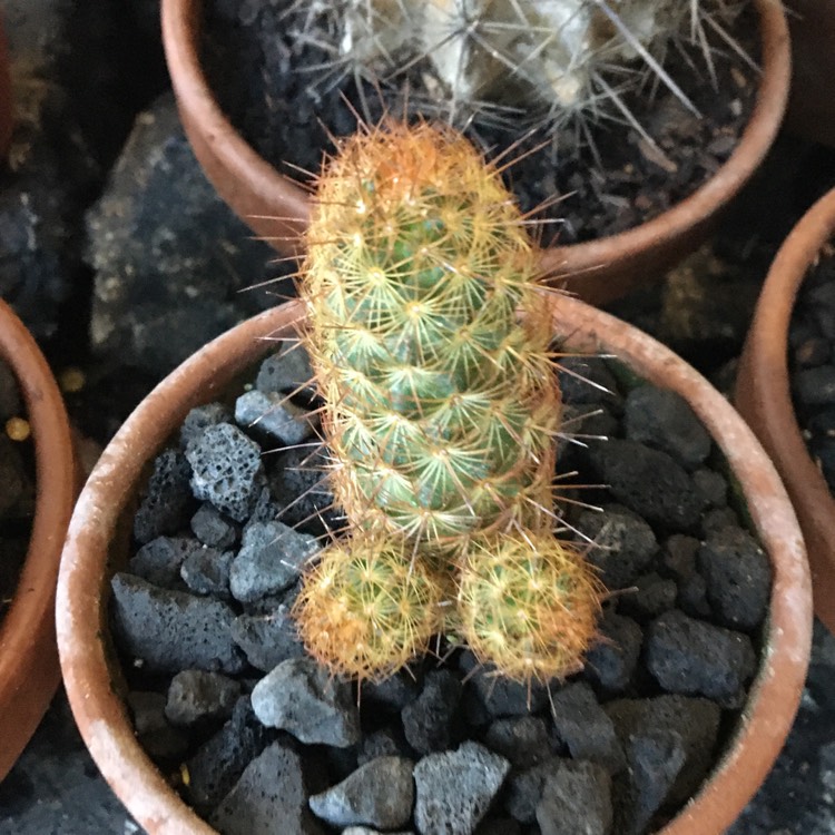 Plant image Mammillaria elongata 'Copper King'