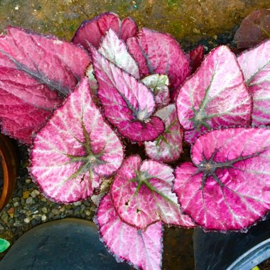 Begonia (Rex Cultorum Group) 'Harmony's Red Robin' syn. Begonia rex 'Harmony's Red Robin'