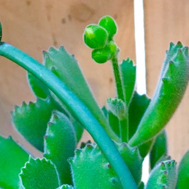 Cotyledon tomentosa