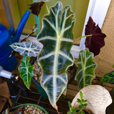 Alocasia x amazonica 'Polly'