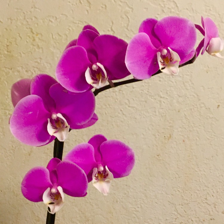 Plant image Phalaenopsis amabilis variegated