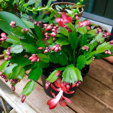 Schlumbergera truncata Rio Brazil
