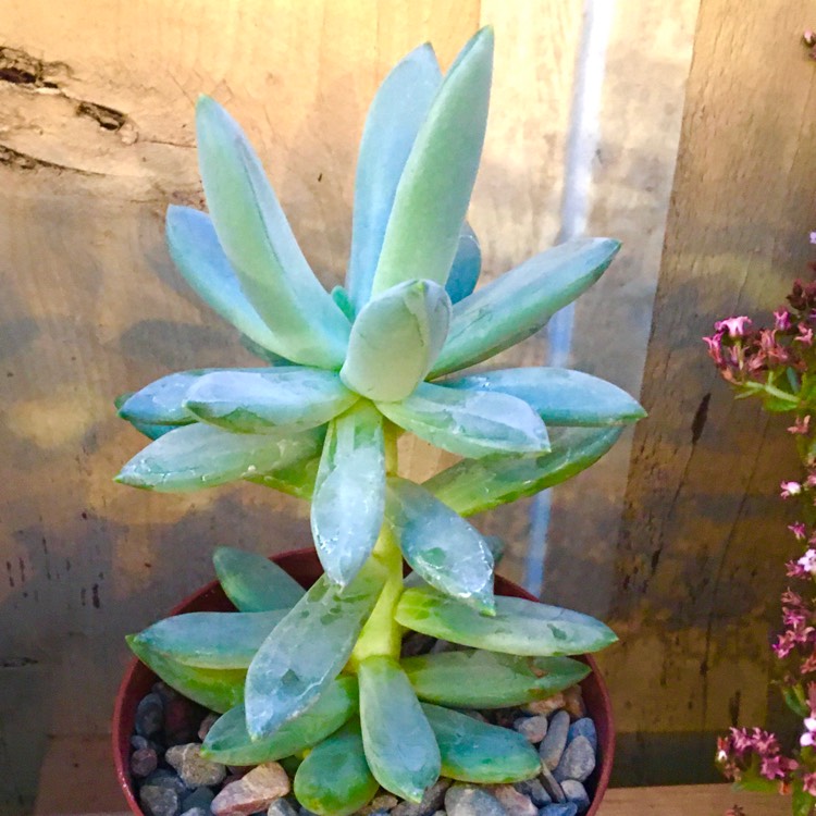 Plant image x Pachyveria glauca 'Little Jewel'