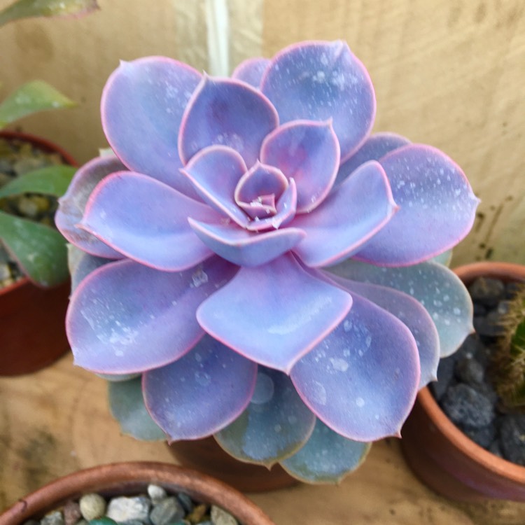 plant image 1417810 plant image 1417810