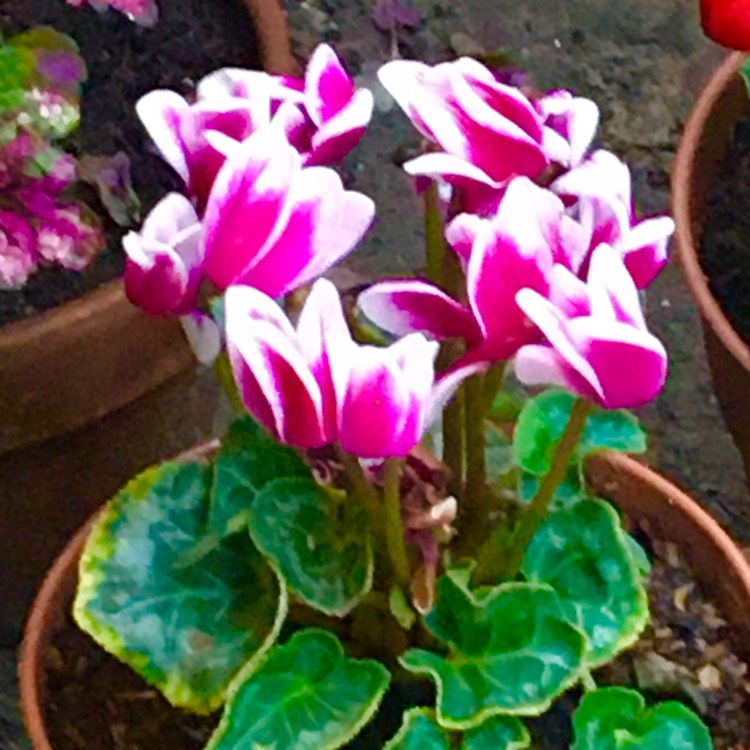 plant image 1418545