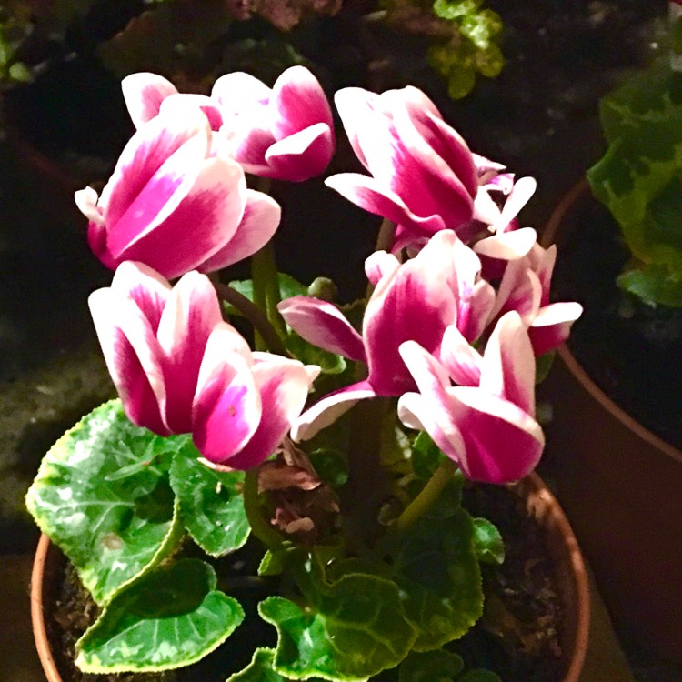 plant image 1419209