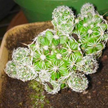 Mammillaria vetula 'Fragilis' syn. Mammillaria gracilis var. fragilis, Mammillaria fragilis
